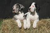 DOGUE ALLEMAND 629